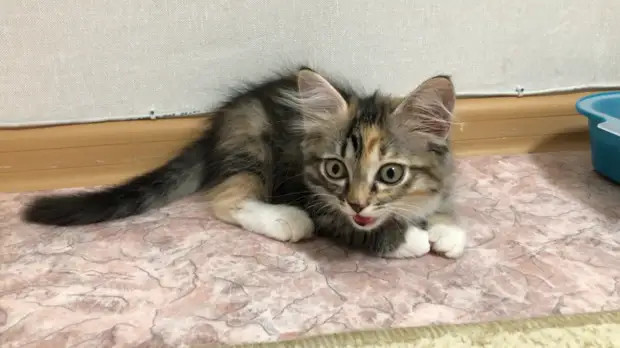 О чём нужно подумать, прежде чем заводить котёнка? Делимся 7 моментами