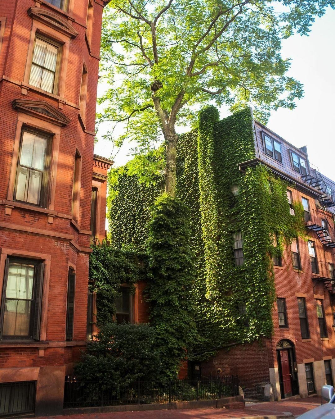 Вот так засосало... О домах, поглощённых плющом 