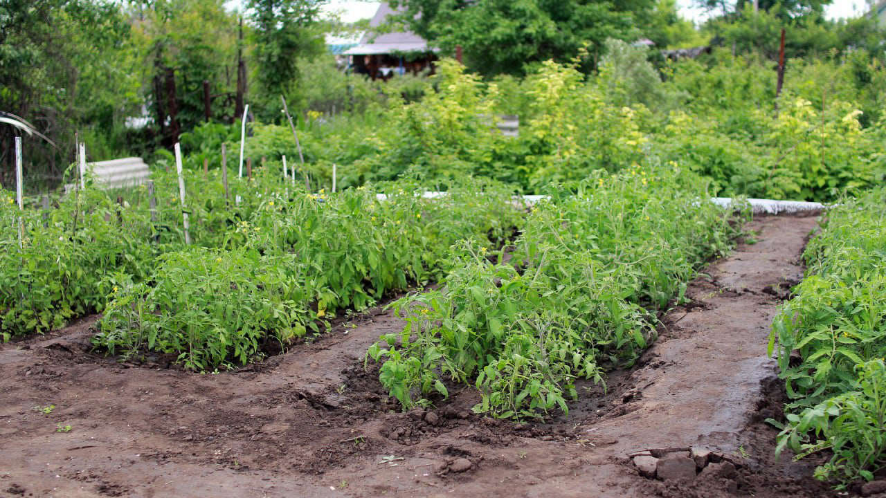 Врач Тяжельников посоветовал постепенно наращивать физические нагрузки на даче