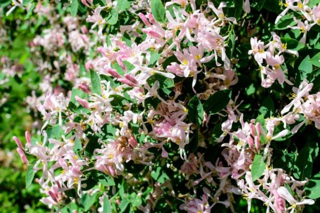 Декоративная жимолость: размножение, выращивание, 15 лучших видов и сортов дача,ландшафтный дизайн,сад и огород,садоводство