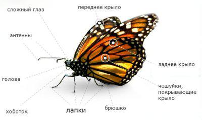 Сколько ног у бабочки? Сколько у бабочки лапок?