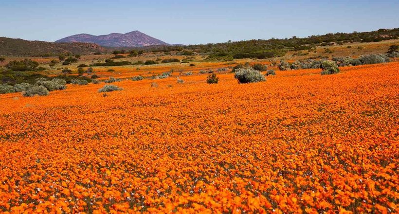 Намакваленд: пустыня в Африке, которая весной превращается в фантастический сад