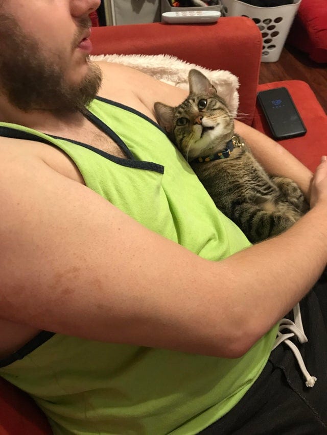 Без кота и жизнь не та