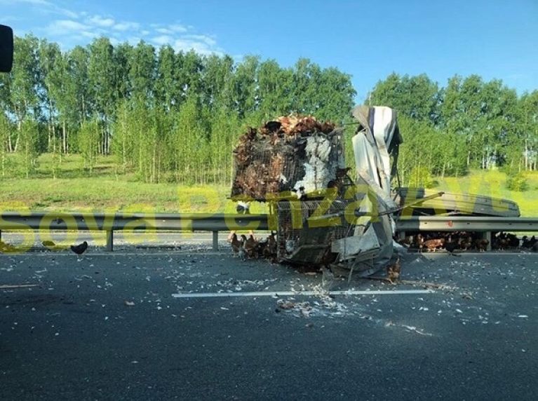 Куры на дороге