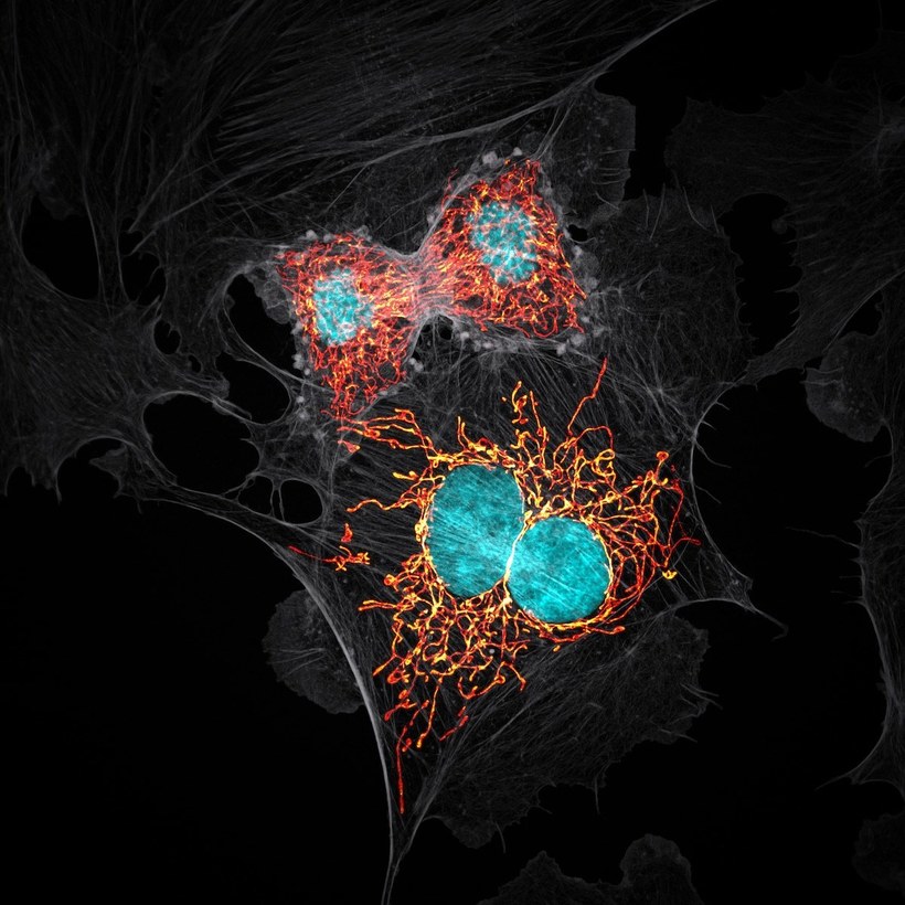 Лучшие работы с конкурса Nikon Small World Photomicrography