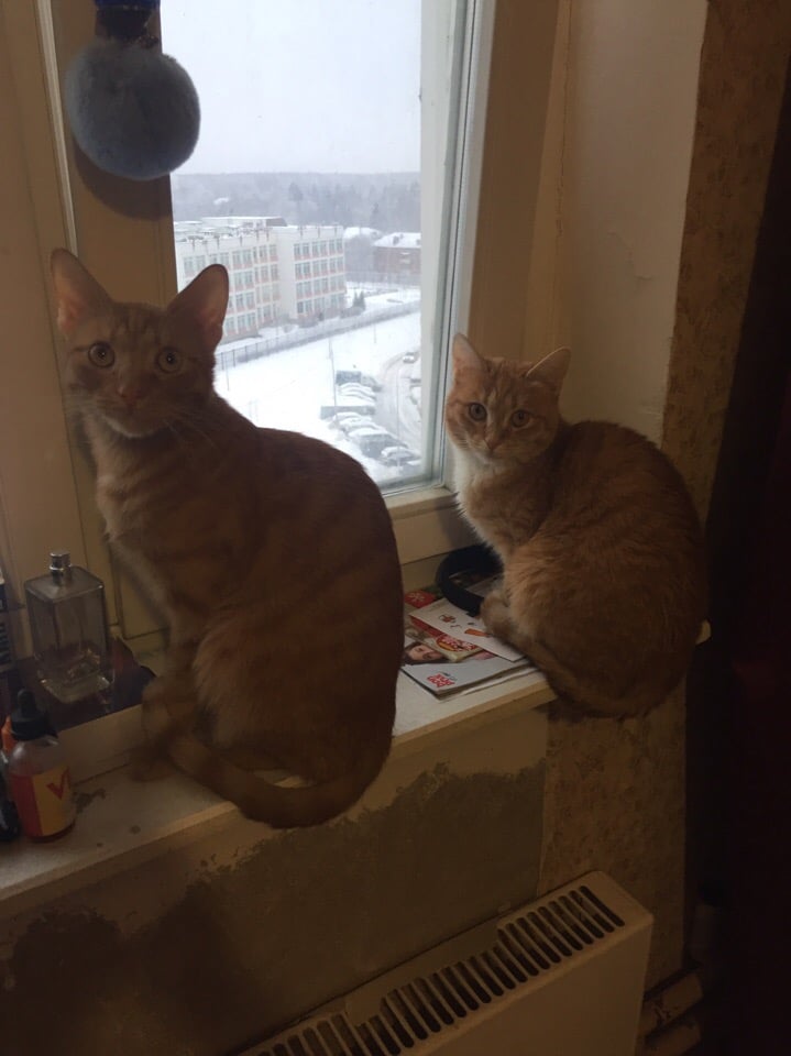 коты на окне