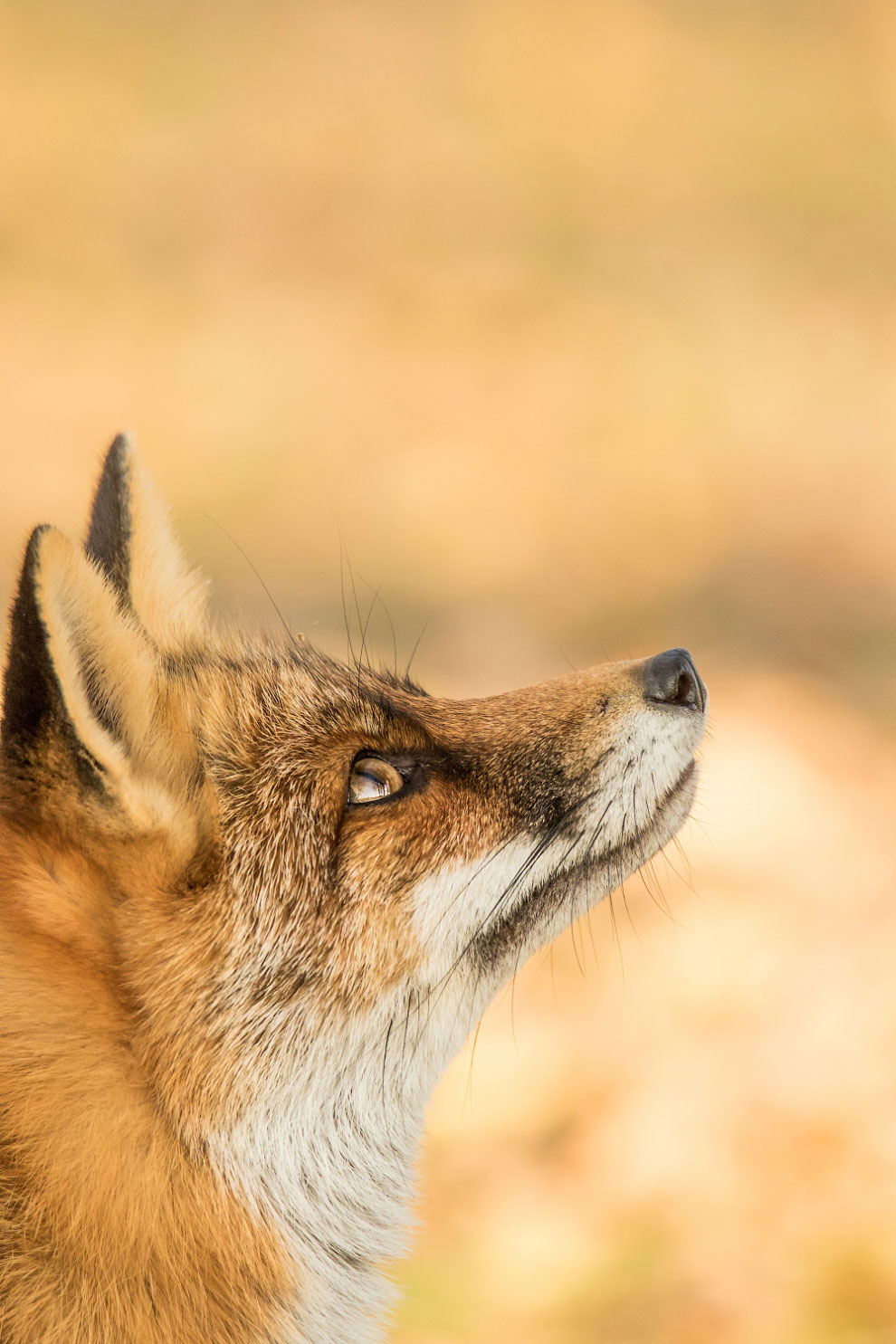 Победители конкурса фотографий Mammal Photographer 2020 Mammal, Photographer, среди, 2020 Заяцбеляк, фотографий, является, животном, шерстью, густой, самой, более, волосинок, 2020Портрет, приходится, выдровых, 2020Выдра, Roger, Llewellyn, такой, Becca