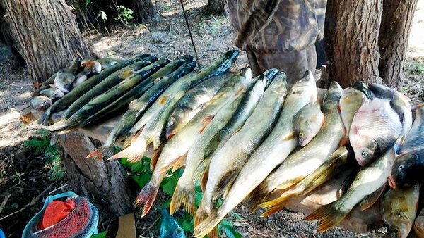 Суточную норму вылова рыбы увеличили в 2 раза с 5 до 10 кг