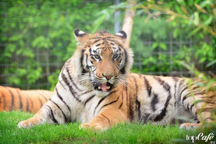 Бенгальский тигр. CC0
