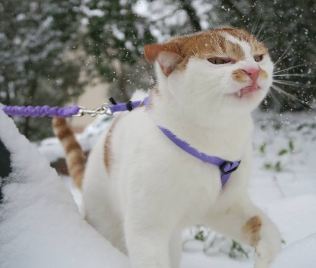 Зима и кошки Зима и кошки