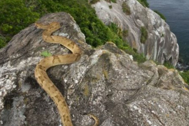 Змеиное логово: самый опасный остров мира