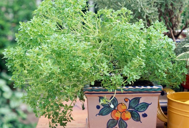 Живой освежитель воздуха: 12 ароматных растений для дома и офиса комнатные растения,садоводство