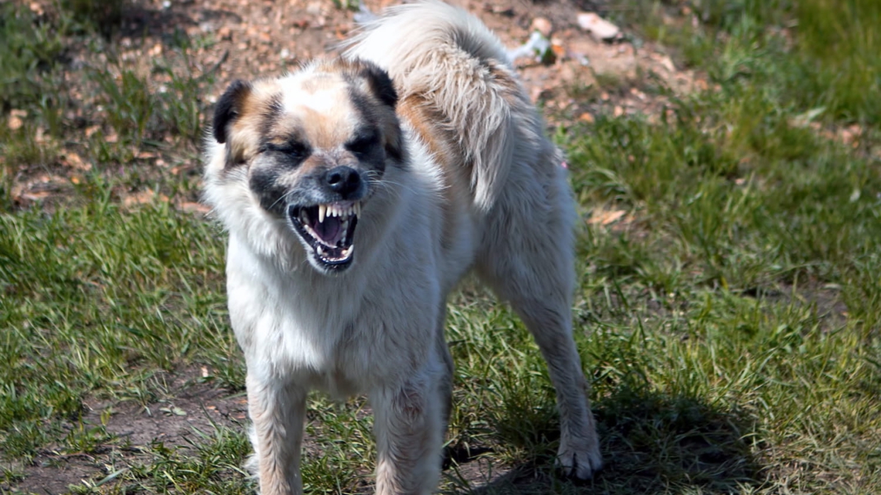 Собака откусила ухо школьнику 1 сентября в Перми