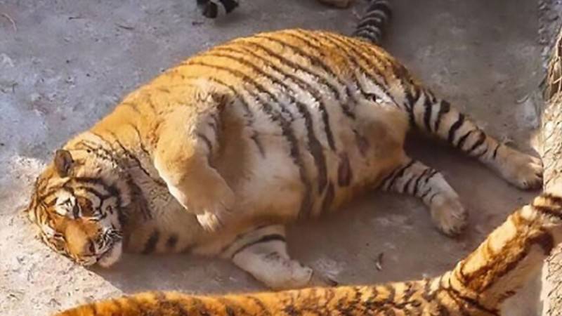 Китай удивил мир тиграми —