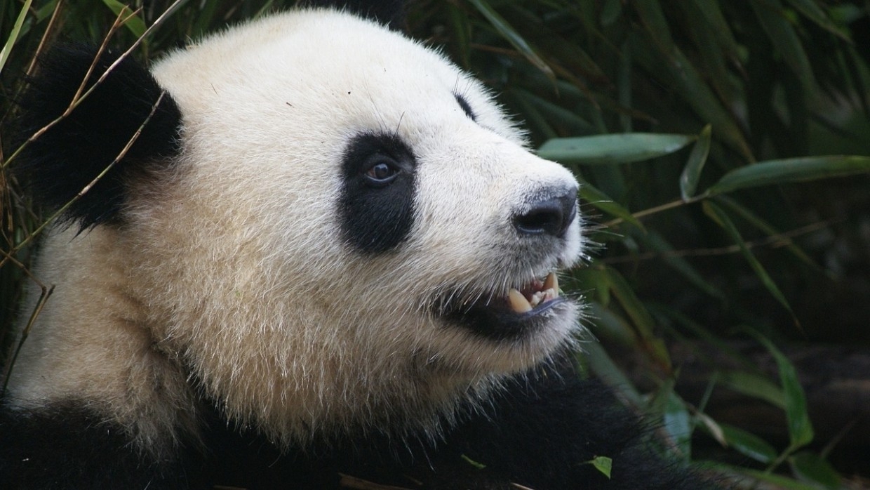 Большие панды исключены из списка вымирающих видов животных в Китае