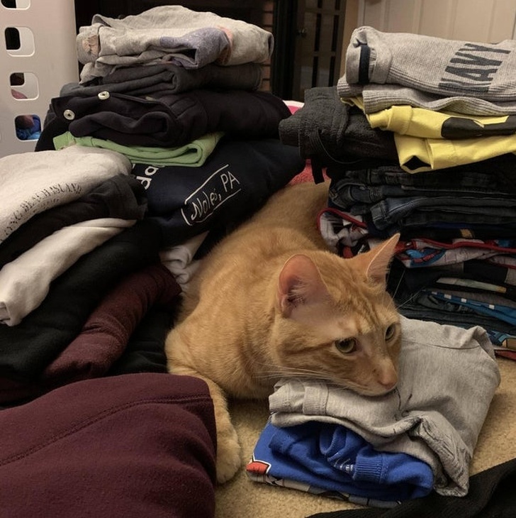 18 начинающих кошатников, которые уже пожалели, что впустили в дом этого мурлыкающего монстра 18 начинающих кошатников, которые уже пожалели, что впустили в дом этого мурлыкающего монстра