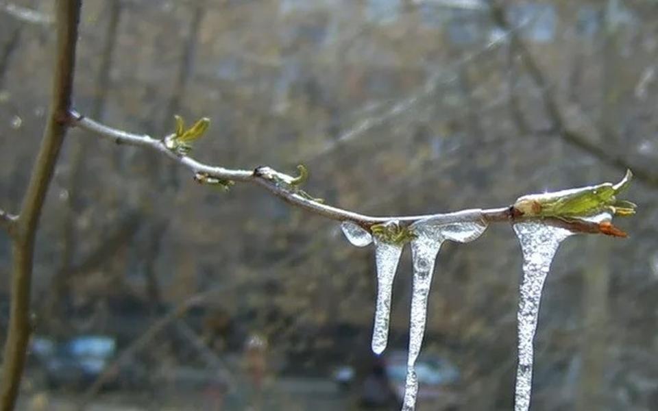 Сильные заморозки ожидаются в Рязанской области в ночь на 4 мая