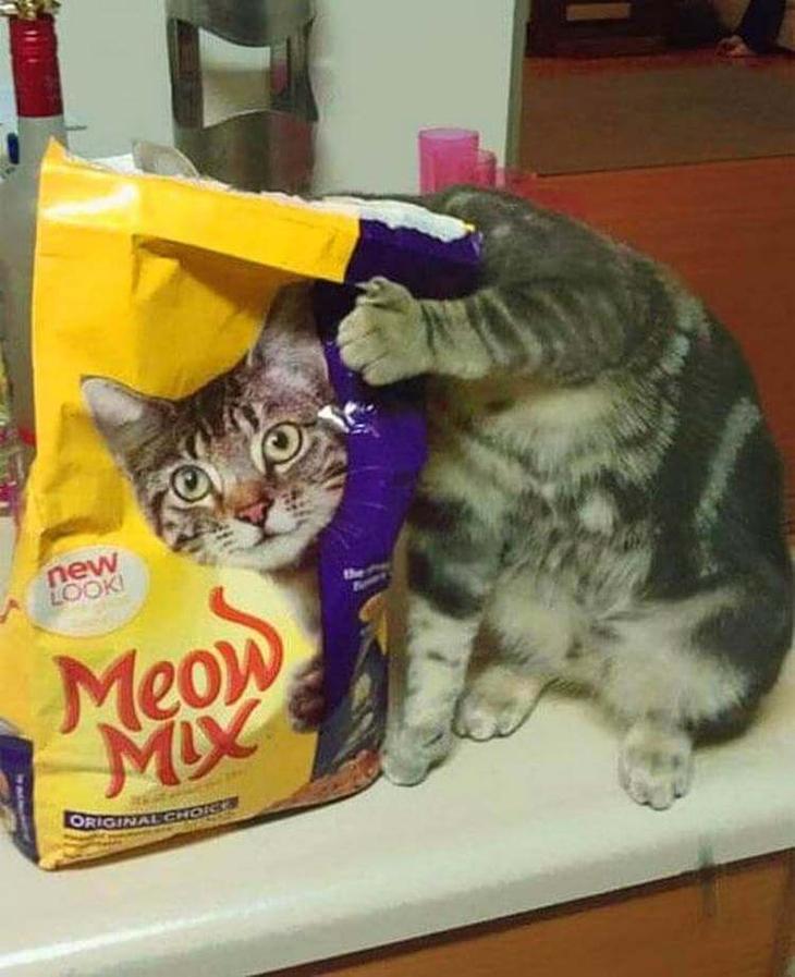 35 смешных до слез фотографии а-ля «в нужное время и в нужном месте» 35 смешных до слез фотографии а-ля «в нужное время и в нужном месте»