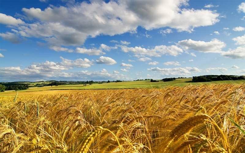 Родные просторы Родные просторы