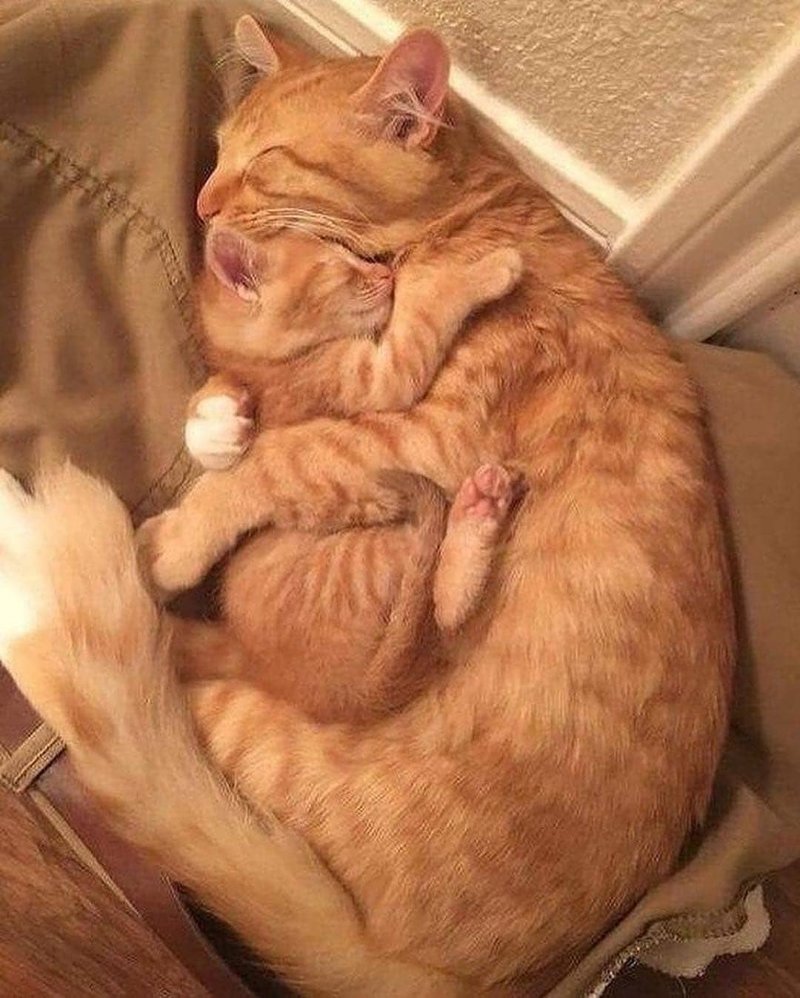 20 фото милейших котят, которые растопят сердце любого 20 фото милейших котят, которые растопят сердце любого кот, котенок, кошка, милый