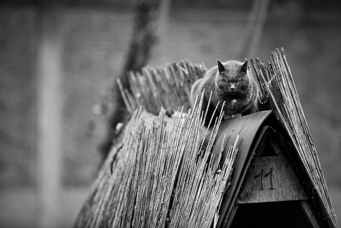 Кошки, которые сидят в неудобных местах: фотопроект Sabrina Boem Уютная подборка любимых питомцев