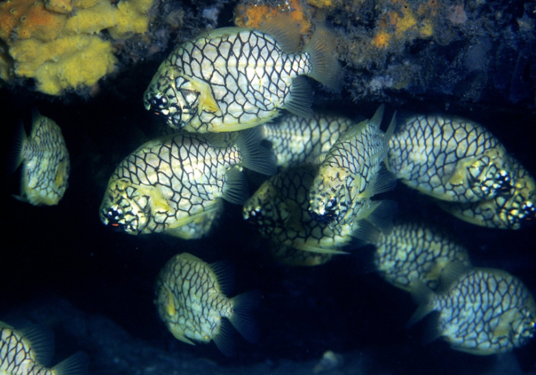 Морской шишечник: знакомство с рыбой-ананасом