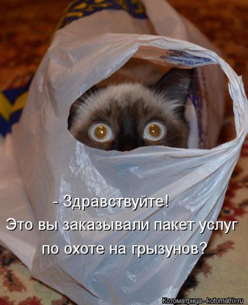 Котоматрицы