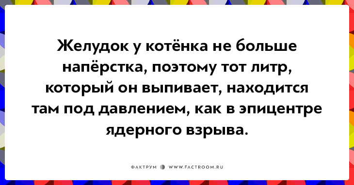 20 открыток о нелегкой жизни котов и их владельцев 20 открыток о нелегкой жизни котов и их владельцев