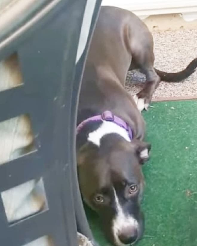 Собака лежит