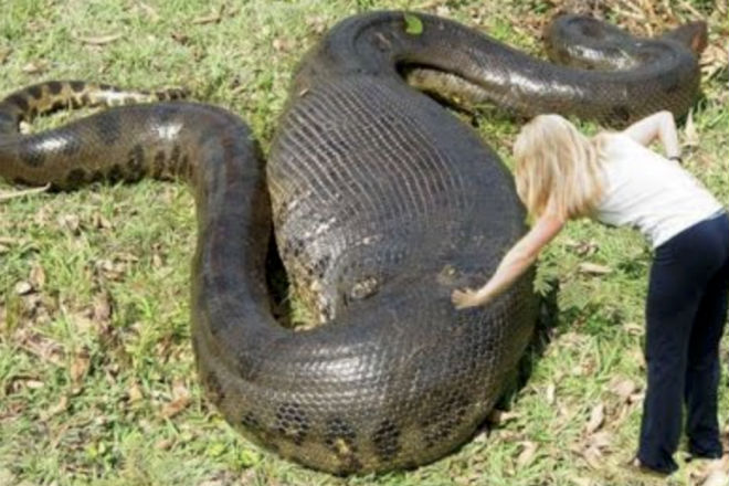 Самые большие и самые опасные змеи в мире амазонка