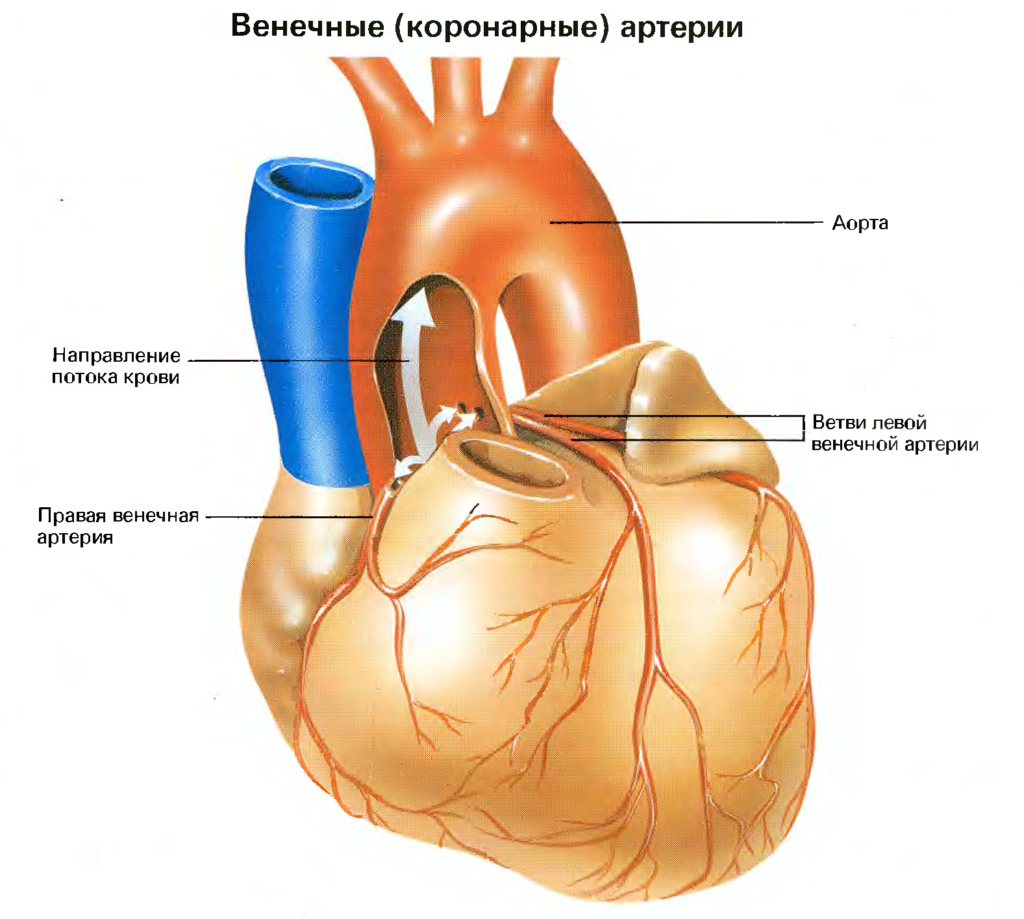 Коронарный. Венечный синус сердца анатомия. Анатомия коронарных артерий сердца. Венечные вены анатомия. Коронарные сосуды сердца анатомия.