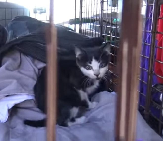 Котенок в клетке