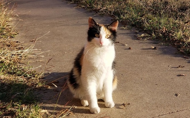 Кошка сидит