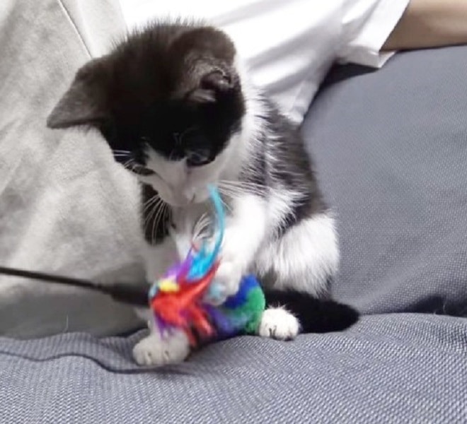 Котенок играет