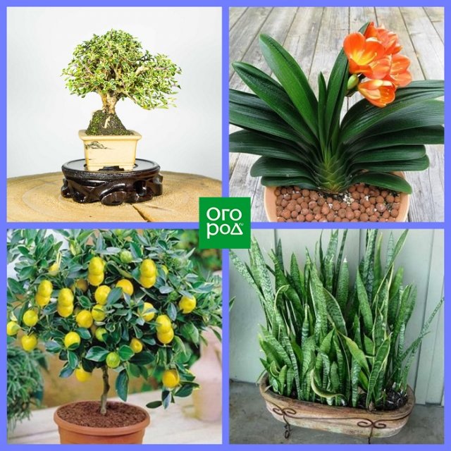 Какие комнатные растения соответствуют вашему знаку Зодиака Какие комнатные растения соответствуют вашему знаку Зодиака домашний досуг,комнатные растения