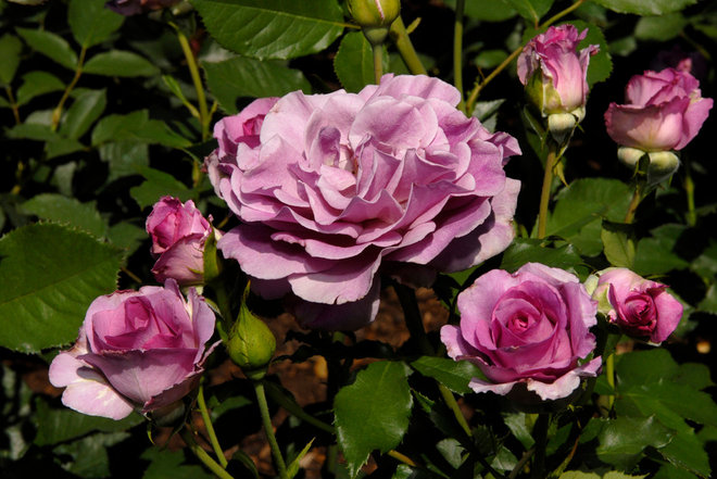 Классический Сад by The New York Botanical Garden