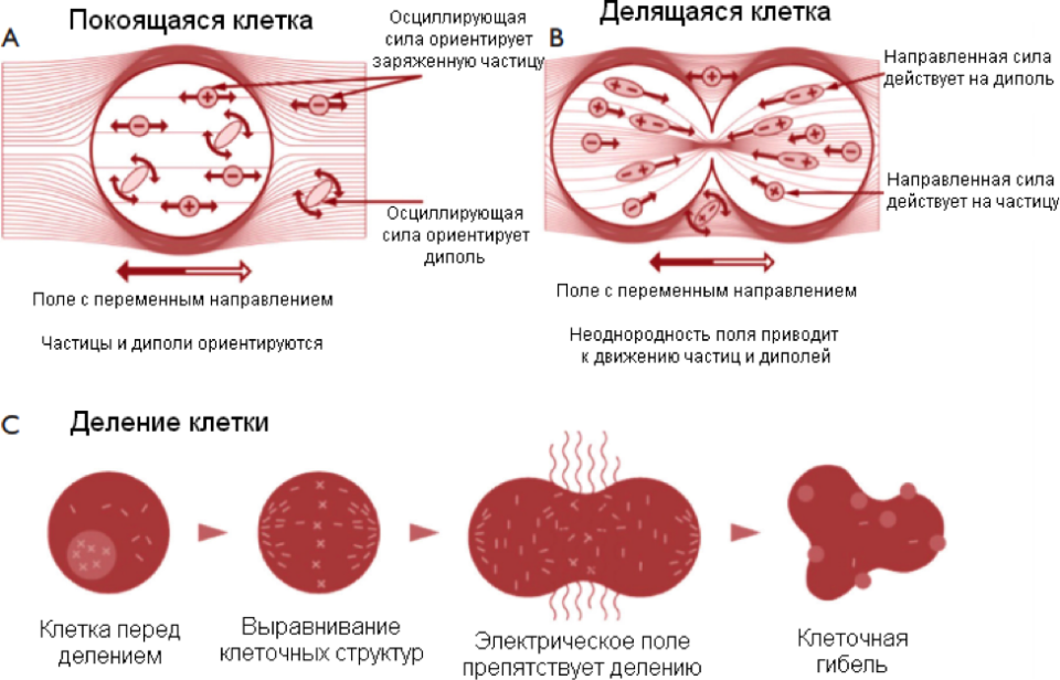 Клетки сил. Опухолевое поле. Опухолевого поля (теория Уиллиса).. Поле опухолевых клеток. Эффект опухолевого поля.