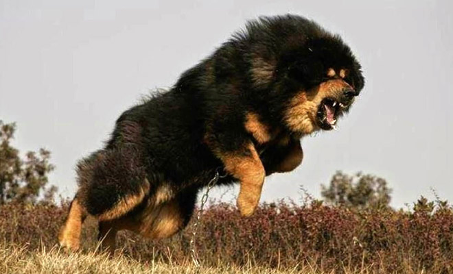 5 самых сильных собак в мире. В прошлые века их выпускали на волков и медведей