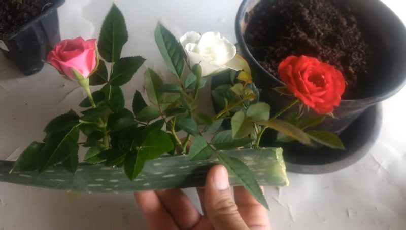 Действенный способ укоренить розу: алоэ вера вам в помощь! цветы