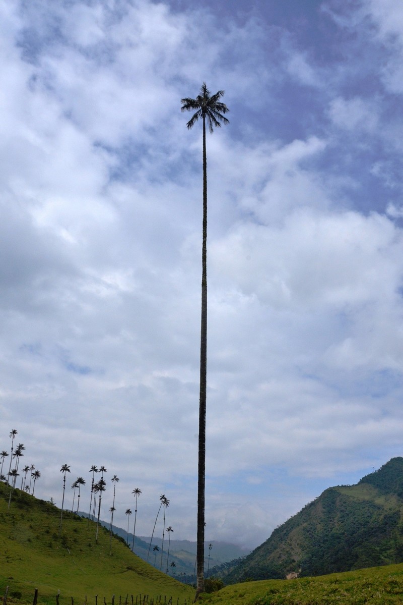 Árvores deslumbrantes do nosso planeta árvores, incrível, natureza, incrível, flora