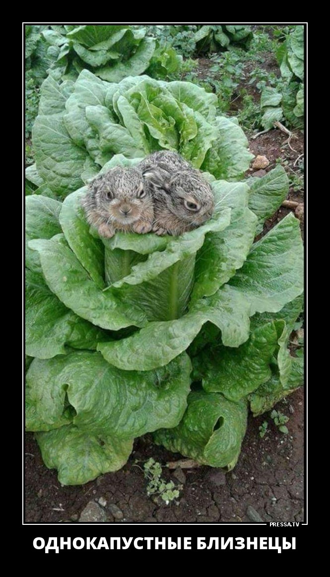 Смешные и веселые жизненные демотиваторы Смешные и веселые жизненные демотиваторы