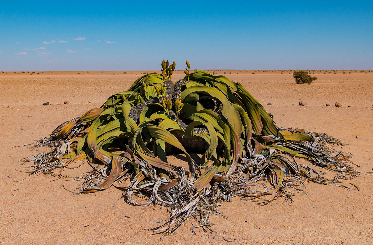 Пустыня Намиб: вельвичия удивительная