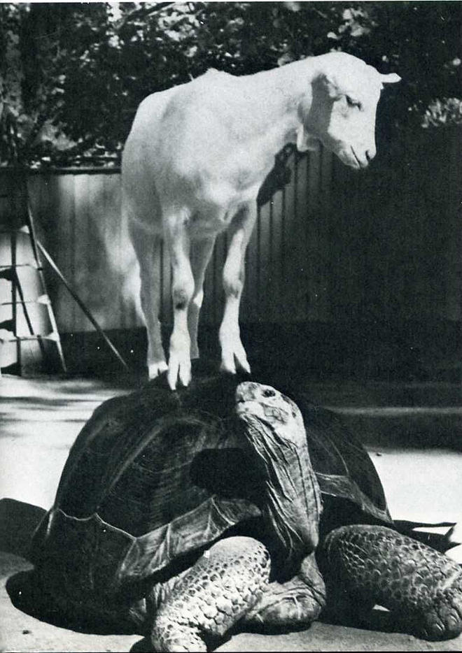 Лови момент истории: 35 самых удачных фото, украшавших журнал LIFE 