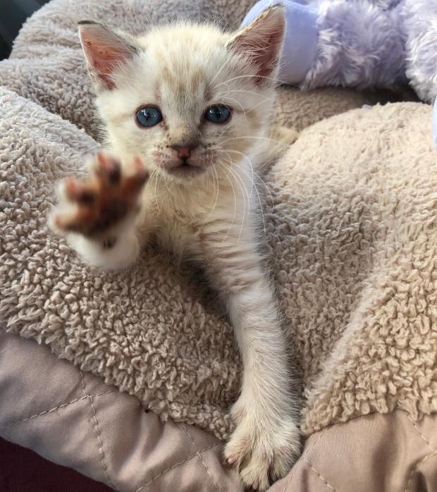 Счастливый случай помог котенку с парализованными лапками попасть в заботливую семью