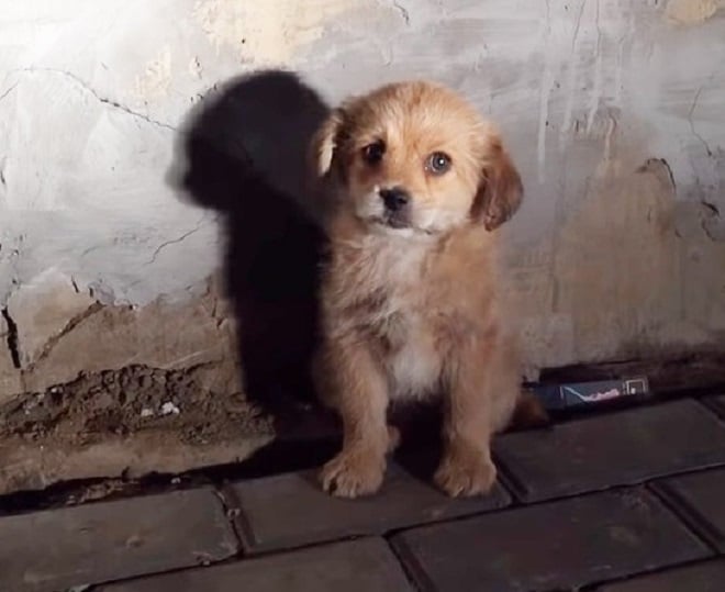 Щенок сидит 