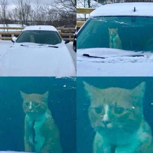 Зима и кошки Зима и кошки