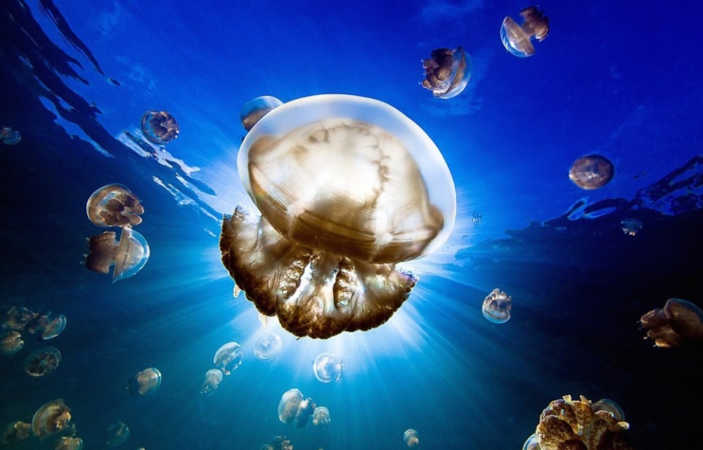 20   National Geographic