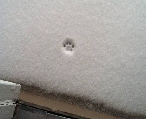 Зима и кошки Зима и кошки
