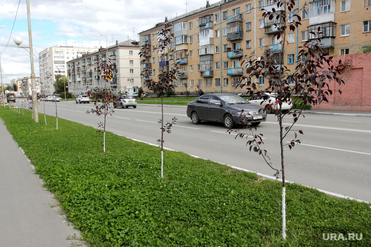 Мэрия Кургана закупает деревья в 20 раз дороже розничной цены закупки,общество,россияне,чиновники