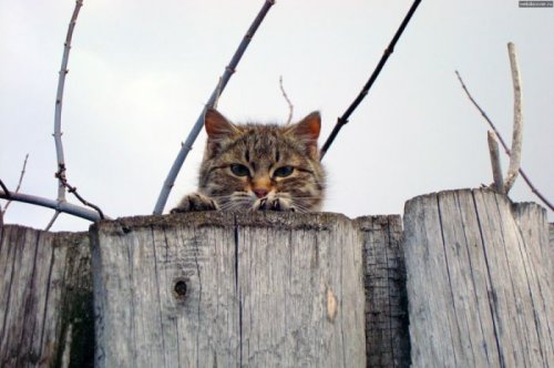 Кошки-партизанки, которые за всеми следят (26 фото)